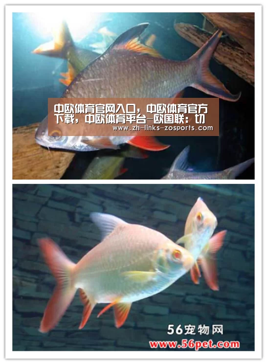 中欧体育官网入口,中欧体育官方下载,中欧体育平台-欧国联:切里舍夫替补建功 俄罗斯2-0胜土耳其(图4) 中欧体育官网入口,中欧体育官方下载,中欧体育平台