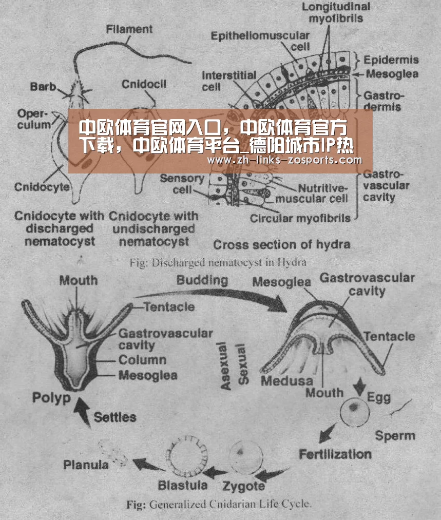 中欧体育官网入口，中欧体育官方下载，中欧体育平台
